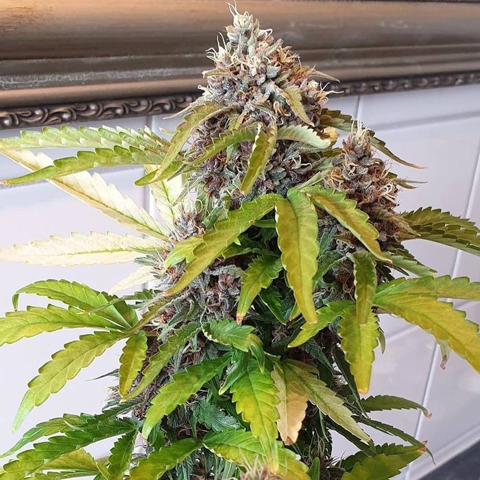 Dope Breeders - SUMO SEEDS Maroc Rouge Image