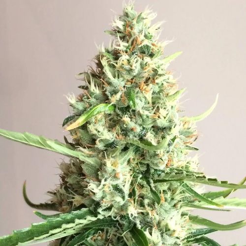 Dope Breeders - SUMO SEEDS Silver Buddha Haze Image