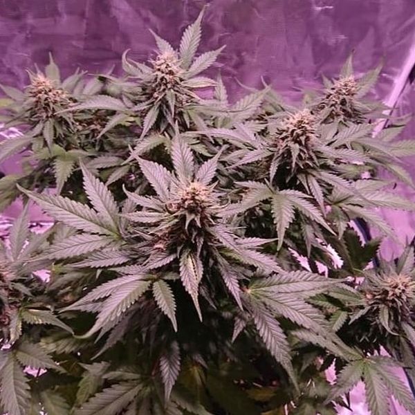 Dope Breeders - SUMO SEEDS Strawberry Cream Image