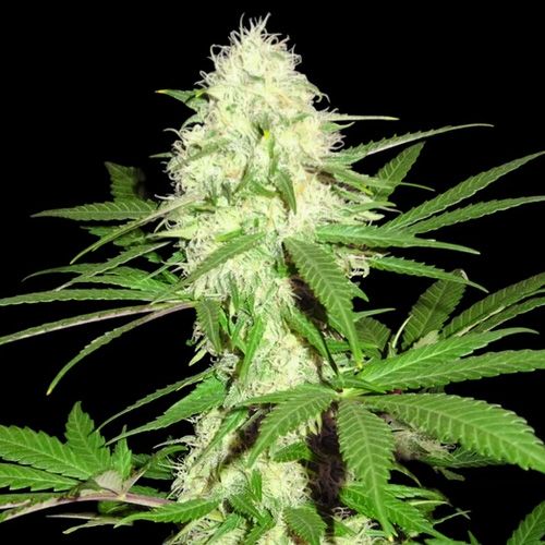 Dope Breeders - SUMO SEEDS Sumo's Big Bud Image