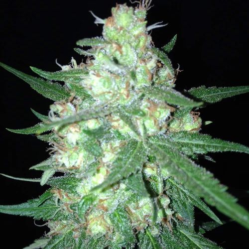 Dope Breeders - SUMO SEEDS Sumo's OG Kush Auto Image