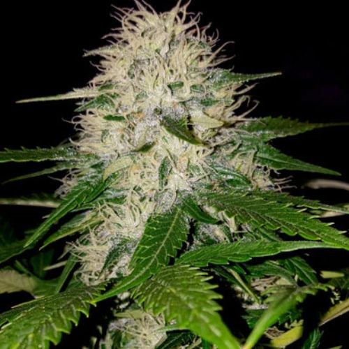 Dope Breeders - SUMO SEEDS Sumo's OG Kush Image