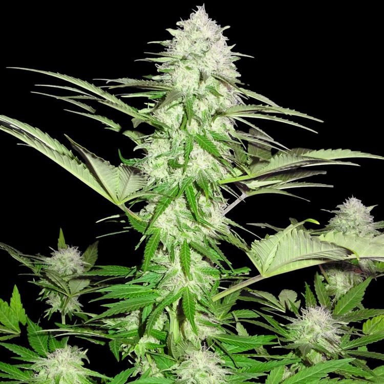 Dope Breeders - SUMO SEEDS Sweet Harlem Diesel Image