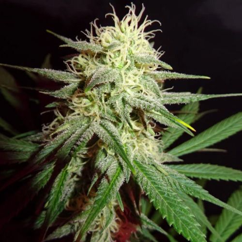 Dope Breeders - SUMO SEEDS Thunderstruck Image