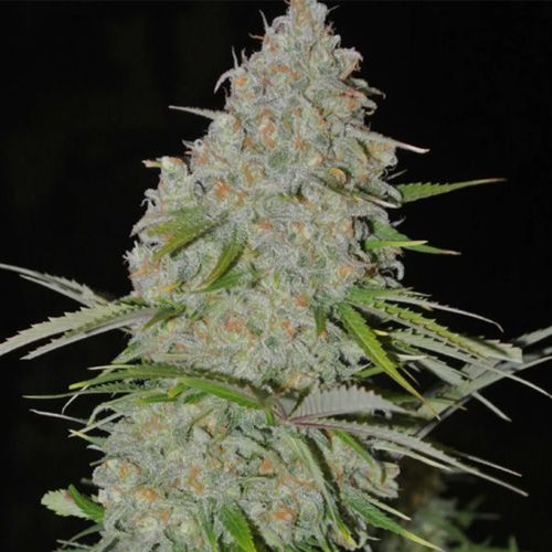 Dope Breeders - SUMO SEEDS Ultimate AK Image