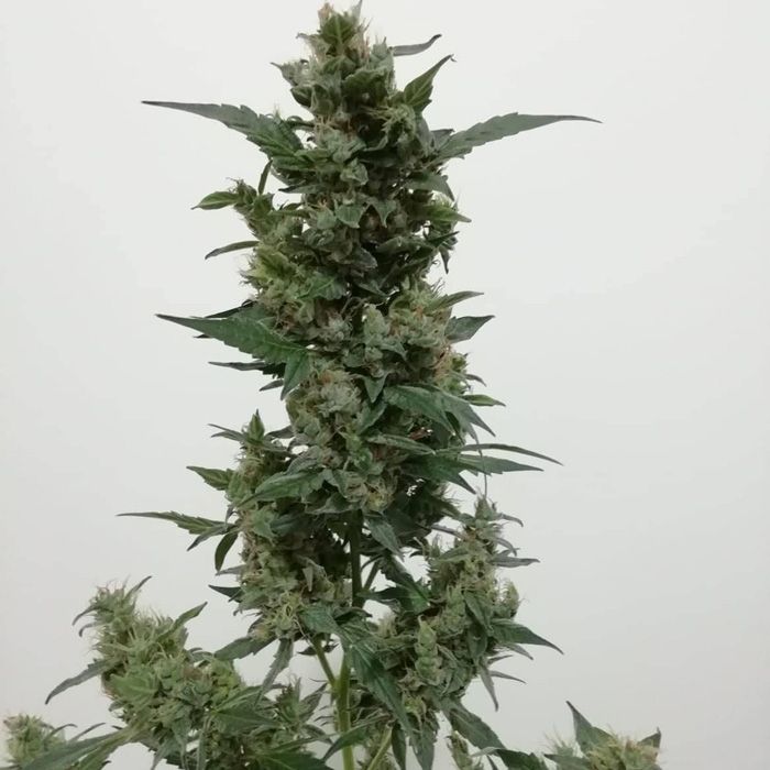 Dope Breeders - SUMO SEEDS Violet's Wonder Auto Image