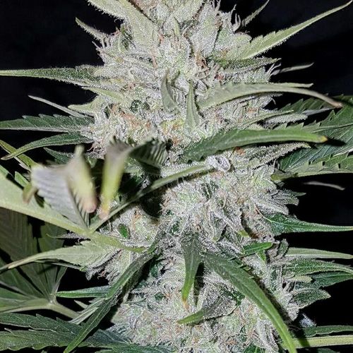 Dope Breeders - SUMO SEEDS White Cheese Auto Image