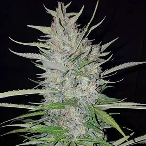 Dope Breeders - SUMO SEEDS White Widow Original Image