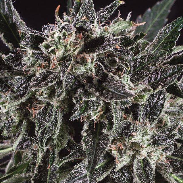 Dope Breeders - SUPER CBDX SEEDS Amnesia Haze x SCBDX Image