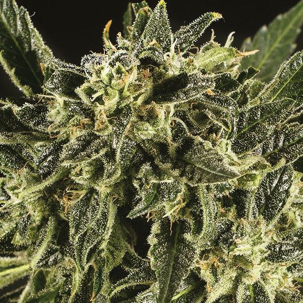 Dope Breeders - SUPER CBDX SEEDS Baba Yao x SCBDX Image