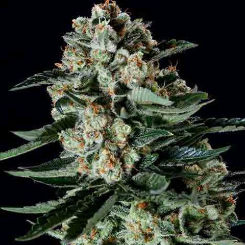 Dope Breeders - SUPER CBDX SEEDS Matanuska Thunderfuck x SCBDX Image