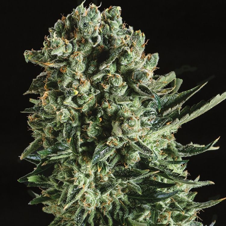 Dope Breeders - SUPER CBDX SEEDS Queen Mother x SCBDX Image