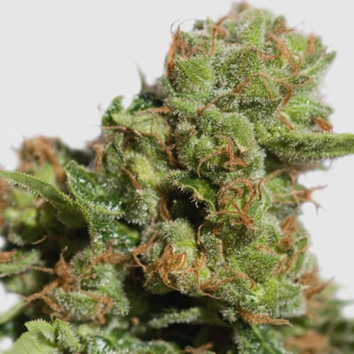 Dope Breeders - SUPER SATIVA SEED CLUB Auto Bruce Lemon Diesel Image