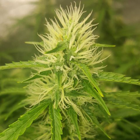 Dope Breeders - SUPER SATIVA SEED CLUB Auto Creeper Image