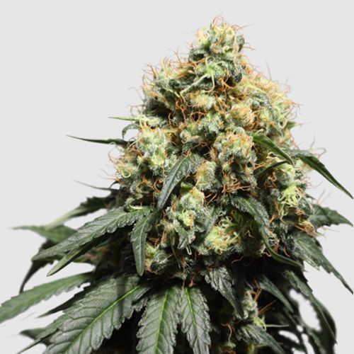 Dope Breeders - SUPER SATIVA SEED CLUB Bruce Lemon Diesel Image