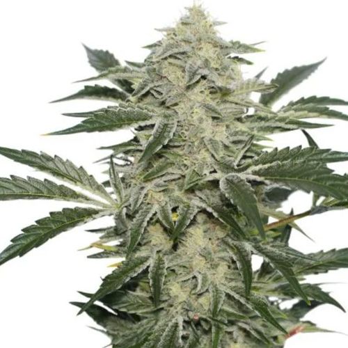 Dope Breeders - SUPER SATIVA SEED CLUB Creamy Kees Image