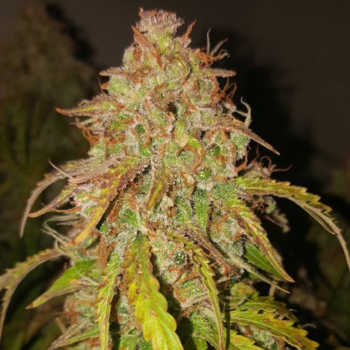 Dope Breeders - SUPER SATIVA SEED CLUB Fat Pete's Cookies Auto Image