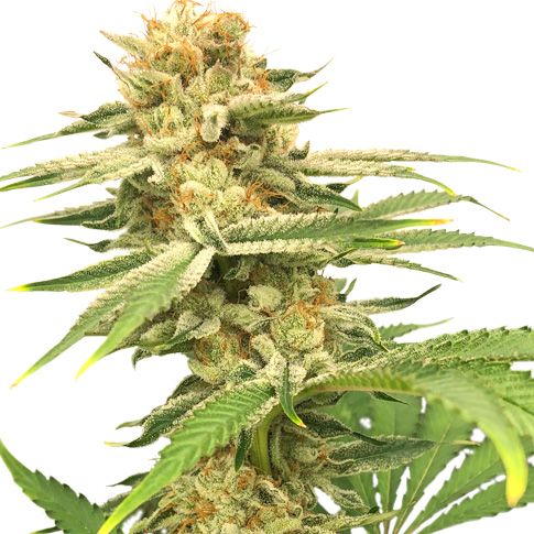 Dope Breeders - SUPER SATIVA SEED CLUB Friesland Image