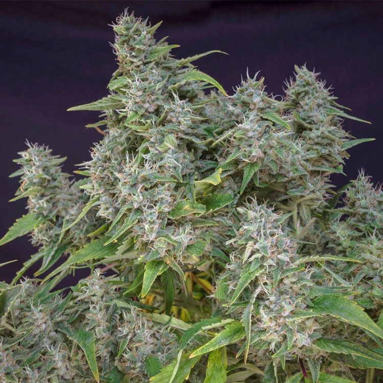 Dope Breeders - SUPER SATIVA SEED CLUB Frosty Friday Image