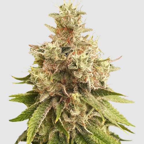 Dope Breeders - SUPER SATIVA SEED CLUB Golden Apple Haze Image