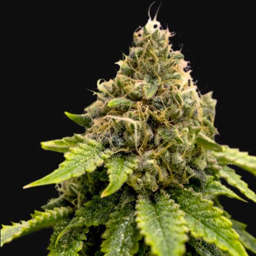 Dope Breeders - SUPER SATIVA SEED CLUB Karel's Dank Image