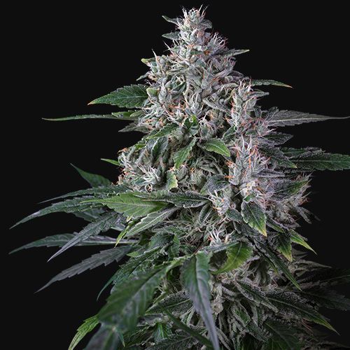 Dope Breeders - SUPER SATIVA SEED CLUB Karel's Haze Image