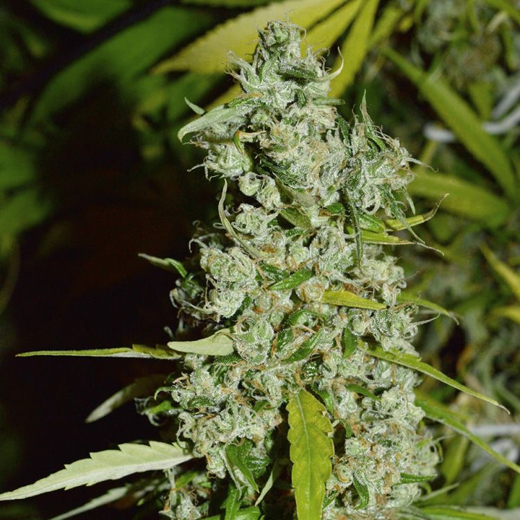 Dope Breeders - SUPER SATIVA SEED CLUB Kees' Old School Haze Image