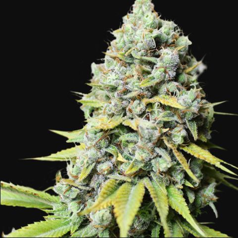 Dope Breeders - SUPER SATIVA SEED CLUB Kosher Haze Image