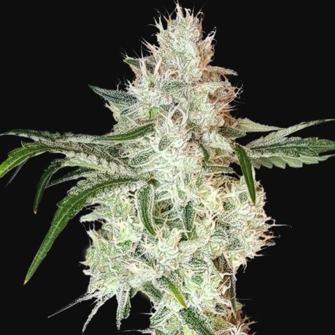 Dope Breeders - SUPER SATIVA SEED CLUB Lemon O.G Image