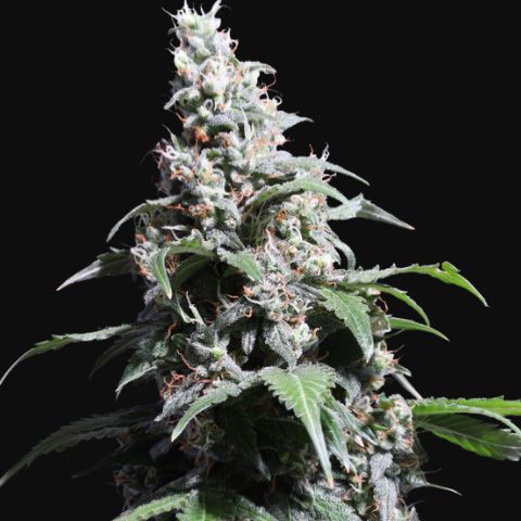 Dope Breeders - SUPER SATIVA SEED CLUB Pineapple Poison Image