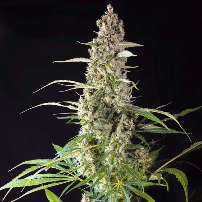 Dope Breeders - SUPER SATIVA SEED CLUB Prima Holandica Image