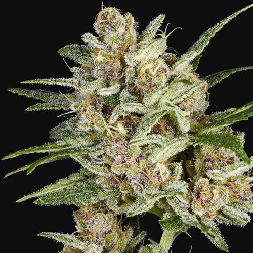 Dope Breeders - SUPER SATIVA SEED CLUB Super Mad Sky Floater Image