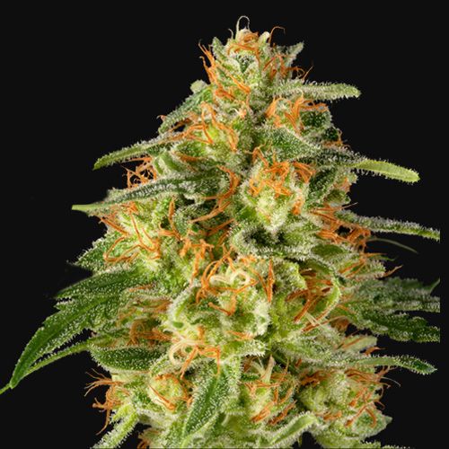 Dope Breeders - SUPER SATIVA SEED CLUB TnT Trichome Image