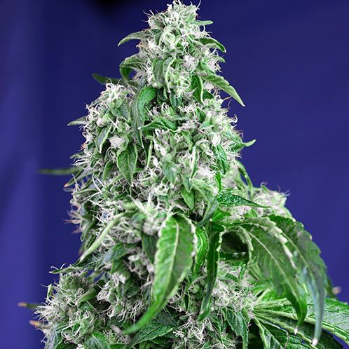 Dope Breeders - SWEET SEEDS Big Devil Fast V Image