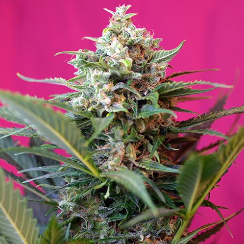 Dope Breeders - SWEET SEEDS Big Devil XL Auto Image