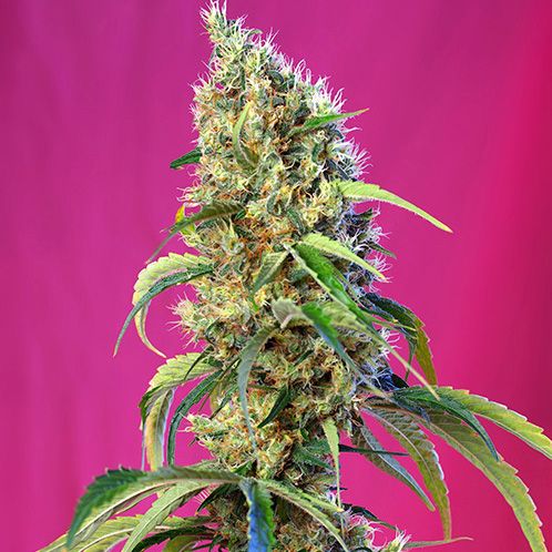 Dope Breeders - SWEET SEEDS Black Jack CBD Image