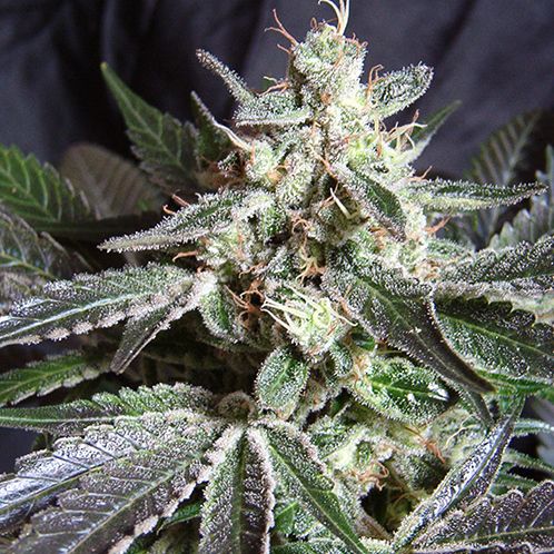 Dope Breeders - SWEET SEEDS Black Jack Fast Version Image