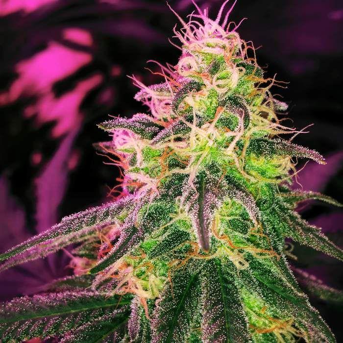 Dope Breeders - SWEET SEEDS Black Jack Image