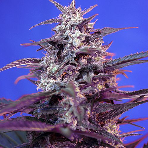 Dope Breeders - SWEET SEEDS Bloody Skunk Auto Image