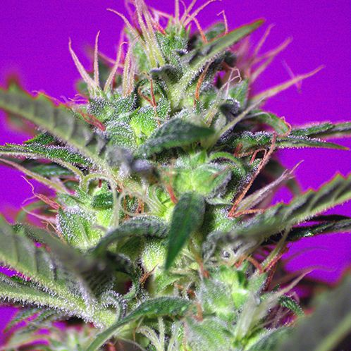 Dope Breeders - SWEET SEEDS Botafumeiros Image