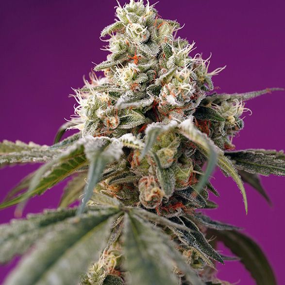 Dope Breeders - SWEET SEEDS Bruce Banner Auto Image