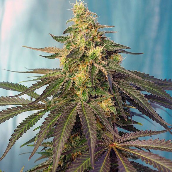 Dope Breeders - SWEET SEEDS Cream Caramel CBD Image