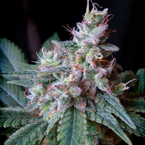 Dope Breeders - SWEET SEEDS Cream Caramel Fast Version Image