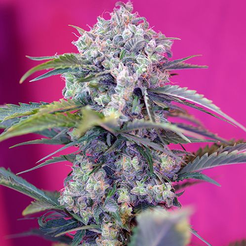 Dope Breeders - SWEET SEEDS Cream Mandarine Auto Image