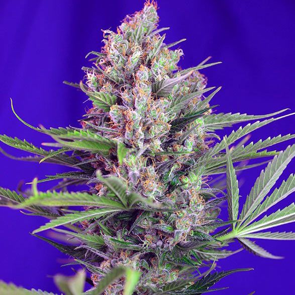 Dope Breeders - SWEET SEEDS Cream Mandarine Fast V Image