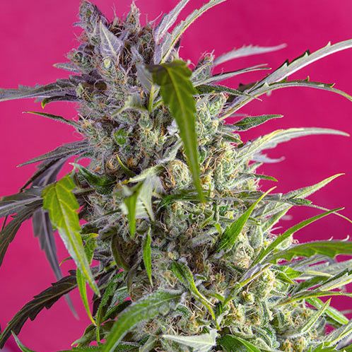 Dope Breeders - SWEET SEEDS Crystal Candy Auto Image