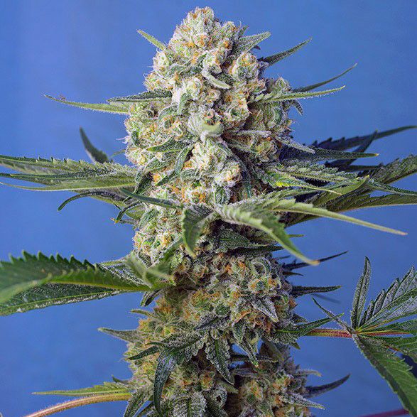 Dope Breeders - SWEET SEEDS Crystal Candy Fast Version Image