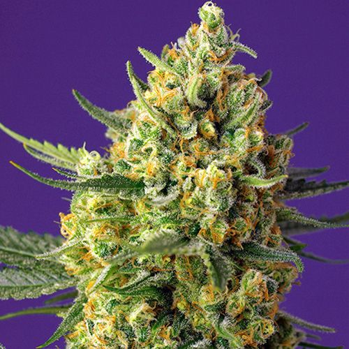 Dope Breeders - SWEET SEEDS Crystal Candy XL Auto Image