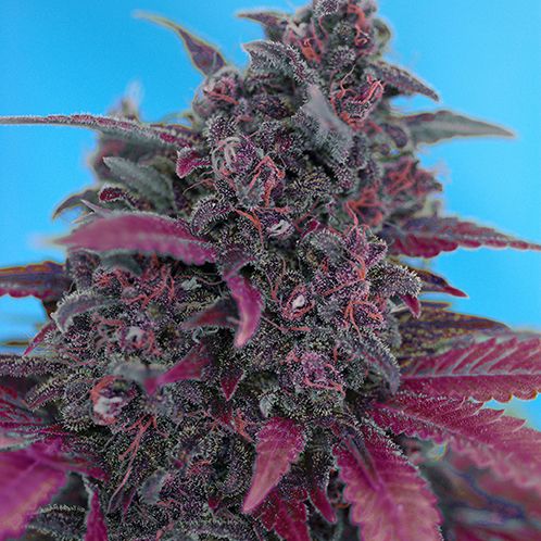 Dope Breeders - SWEET SEEDS Dark Devil Auto Image