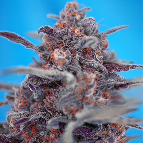 Dope Breeders - SWEET SEEDS Devil Cream Auto Image